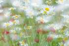 USA, Washington State, Seabeck. Multiple exposure of daisy flowers. Art Print